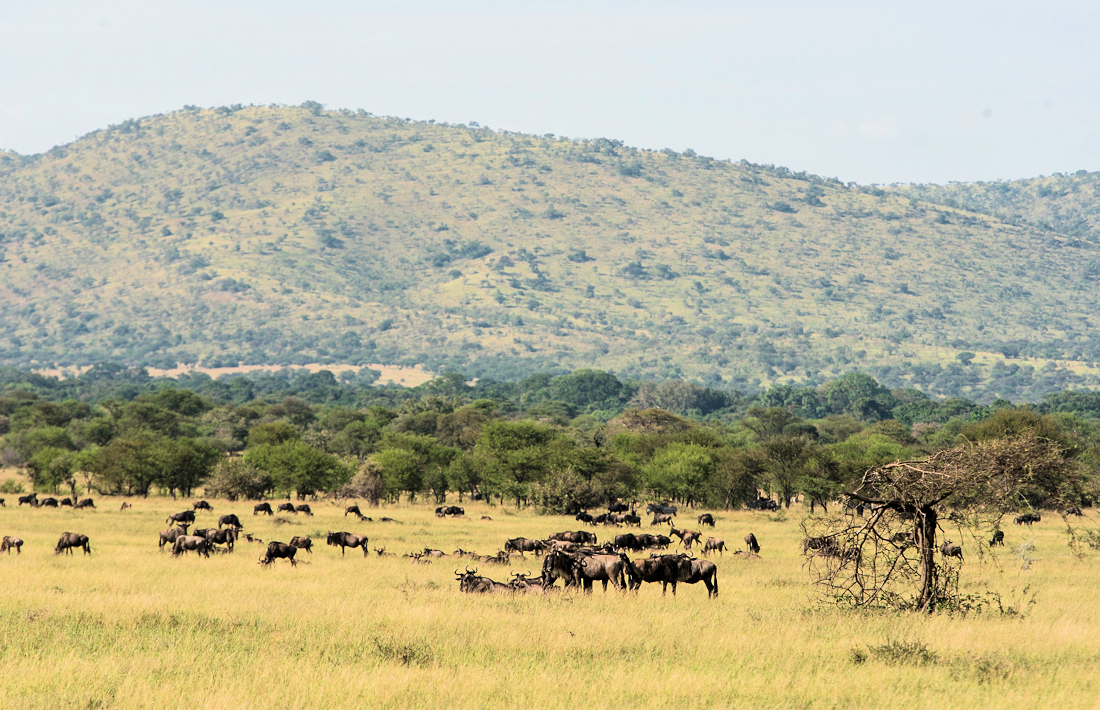 Landschap in de Serengeti in Tanzania