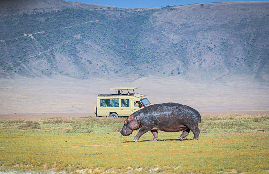 Ngorongoro krater safari