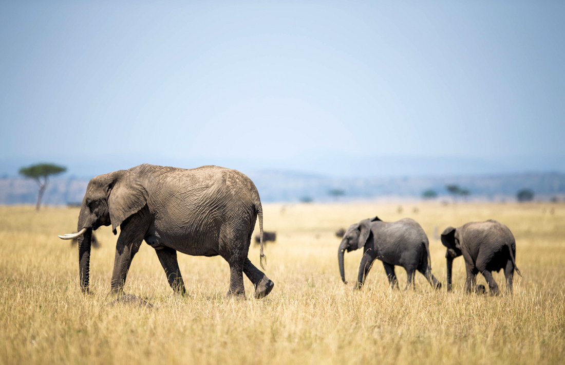 Olifanten tijdens safari in de Serengeti in Tanzania