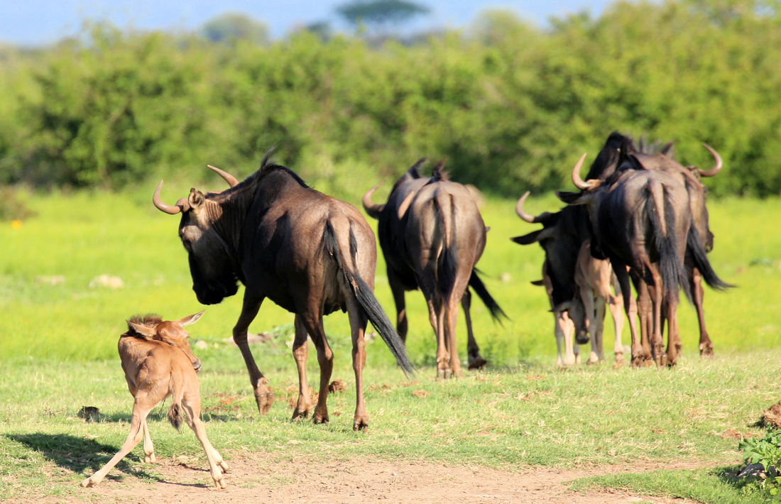 Pasgeboren gnoe in Ndutu gebied in de Serengeti