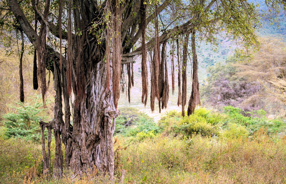 Prachtige flora in de Ngorongoro krater