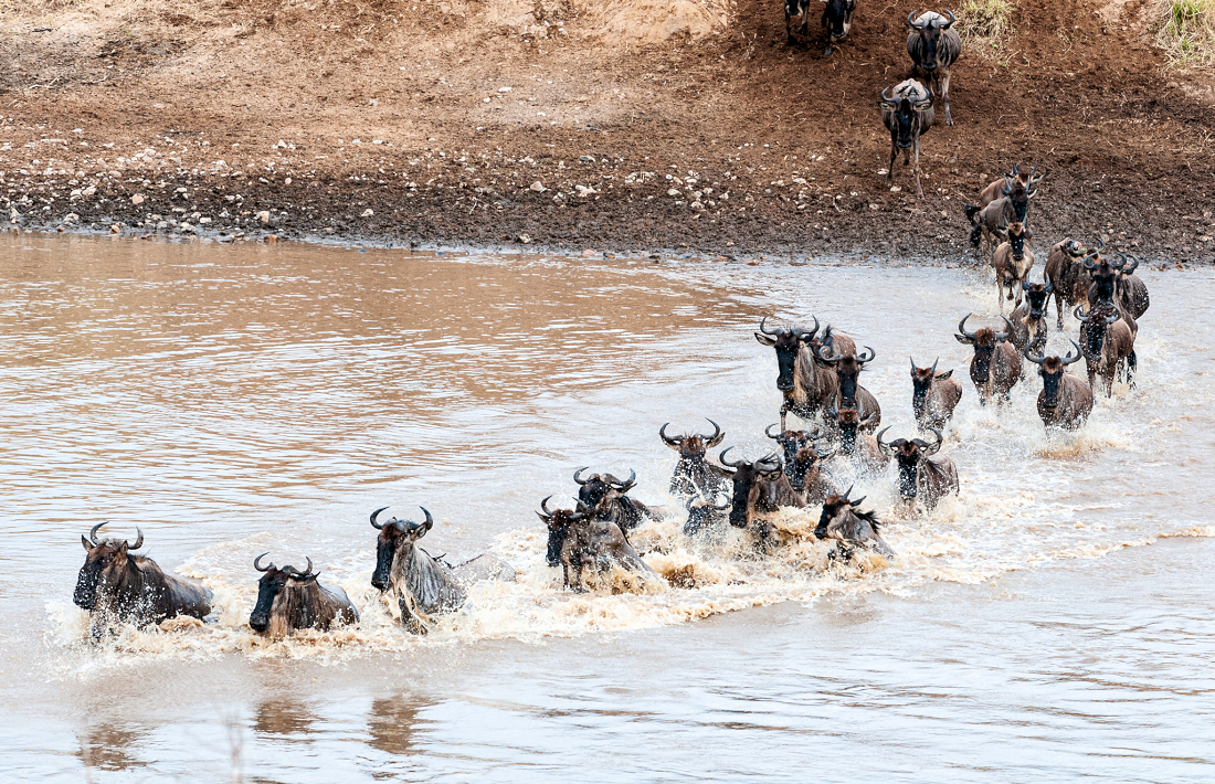 Rivier oversteek van gnoes in de Serengeti