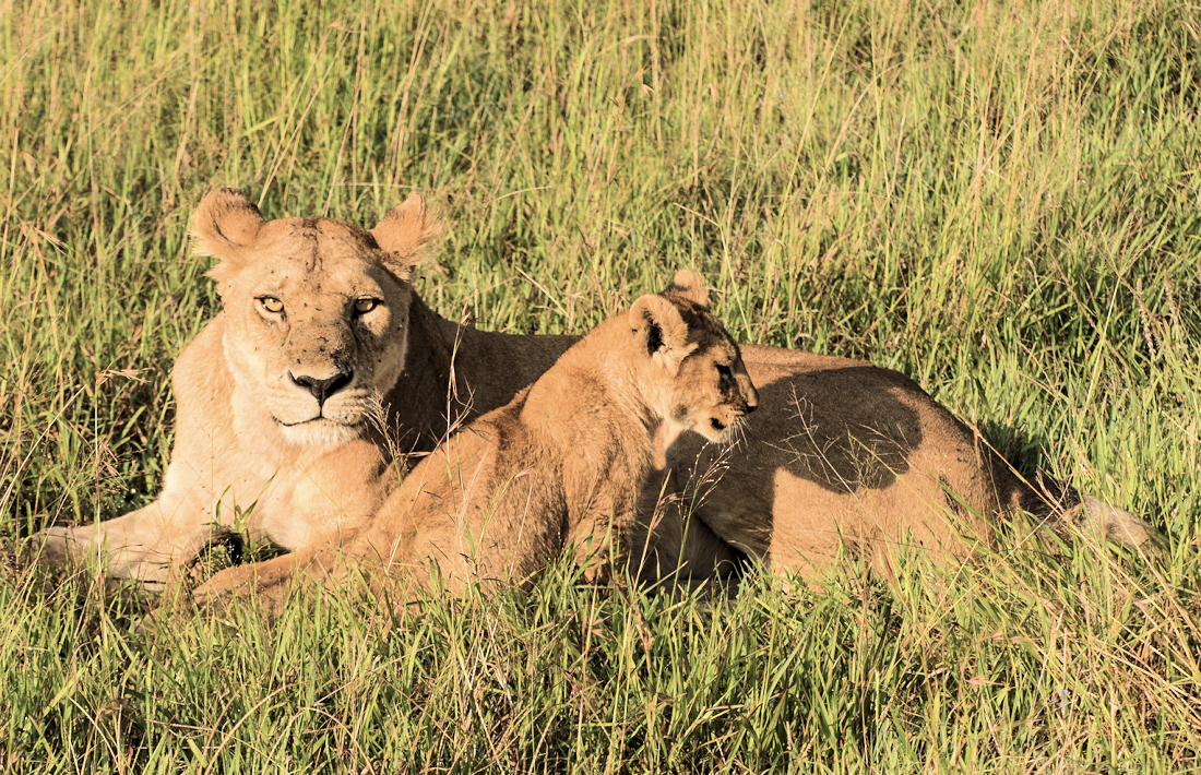 Roofdieren spotten tijdens een safari in de Serengeti
