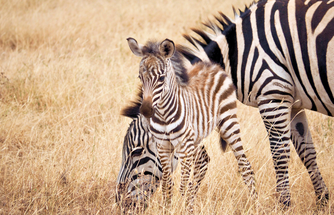 Zebra veulen tijdens safari in de Ngorongoro krater in Tanzania