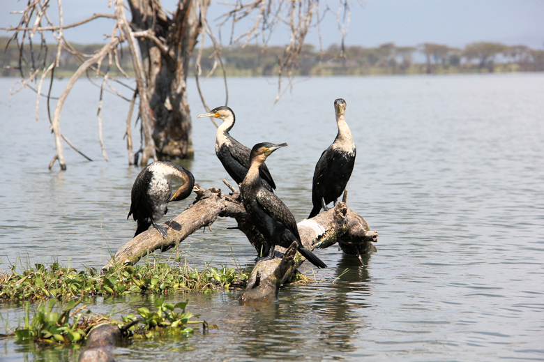 Aalscholvers tijdens boottochtje op Lake Naivasha in Kenia