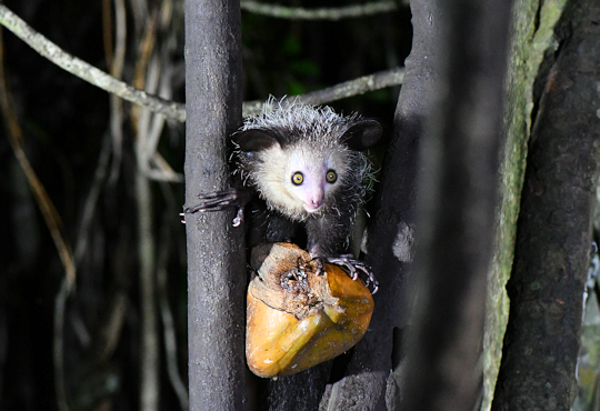 Aye Aye lemuur bij Palmarium reservaat op Madagaskar