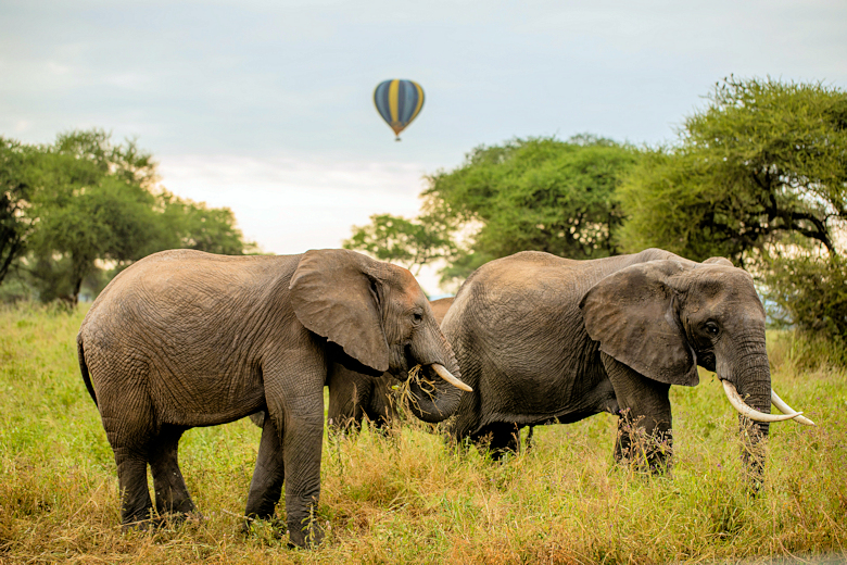 Ballonvlucht over de Serengeti in Tanzania luxe reis