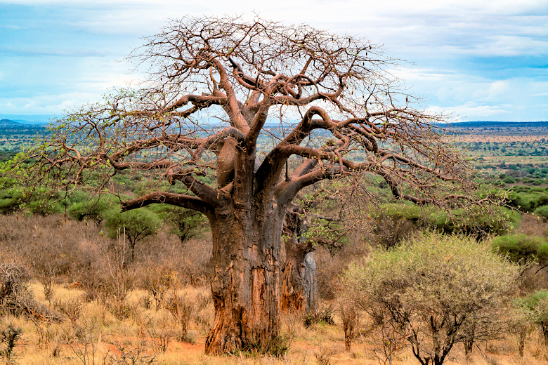 Baobab boom in het Tarangire National Park
