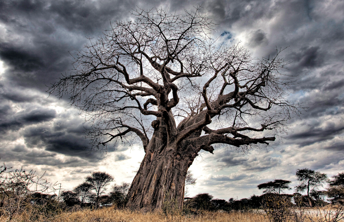 Baobab boom in het Tarangire National Park