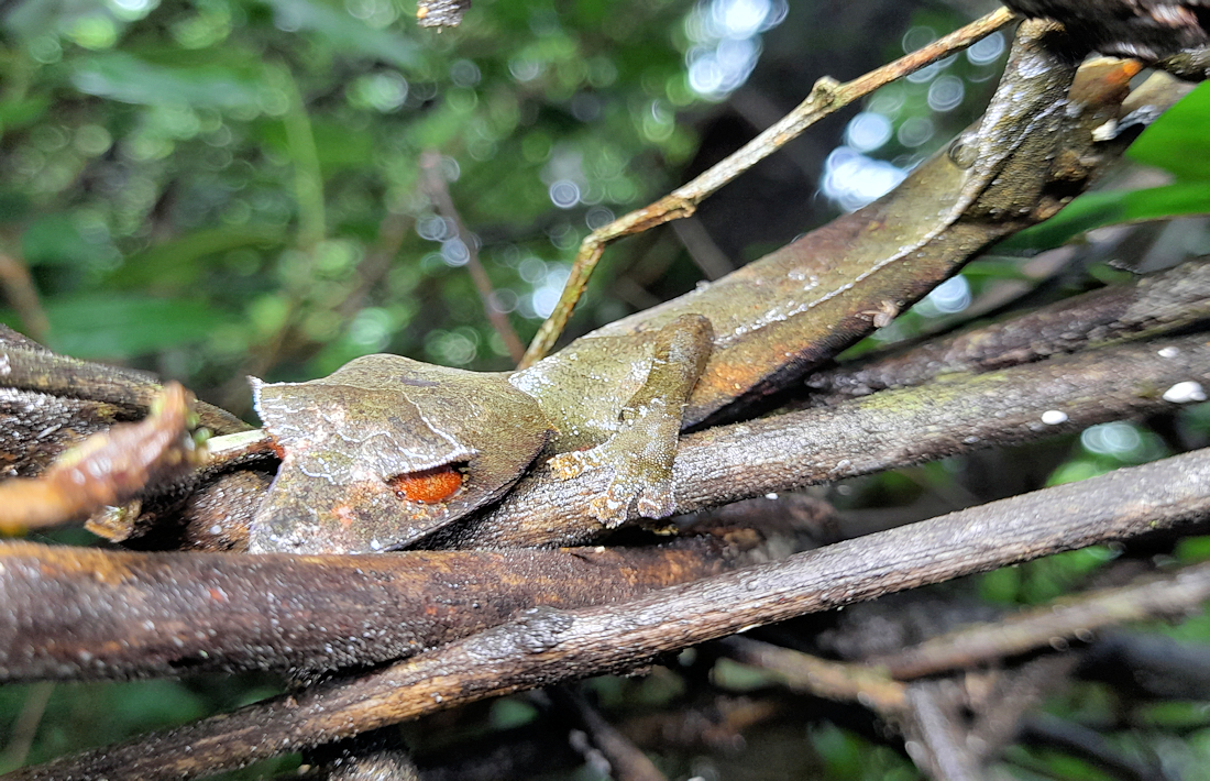 Bladstaartgekko op Madagascar Ranomafana
