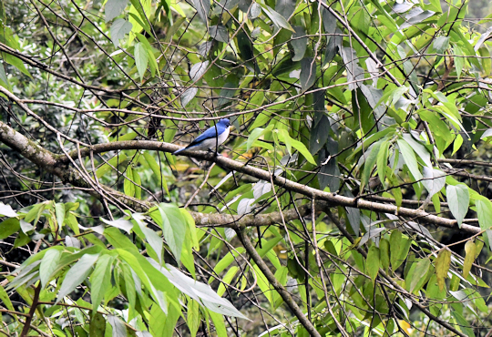 Blauwe Vanga spotten tijdens wandeling in het Ranomafana National Park op Madagascar