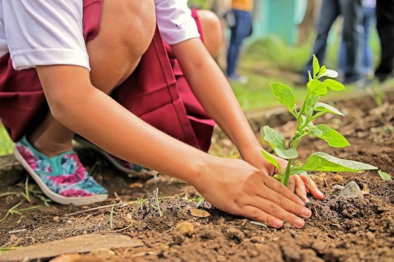 Bomen planten voor Trees for All