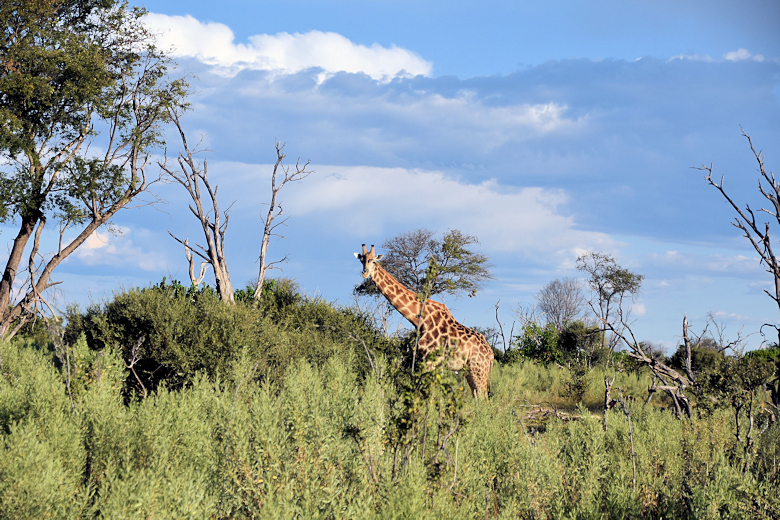 Giraffe in de Okavango delta in Botswana