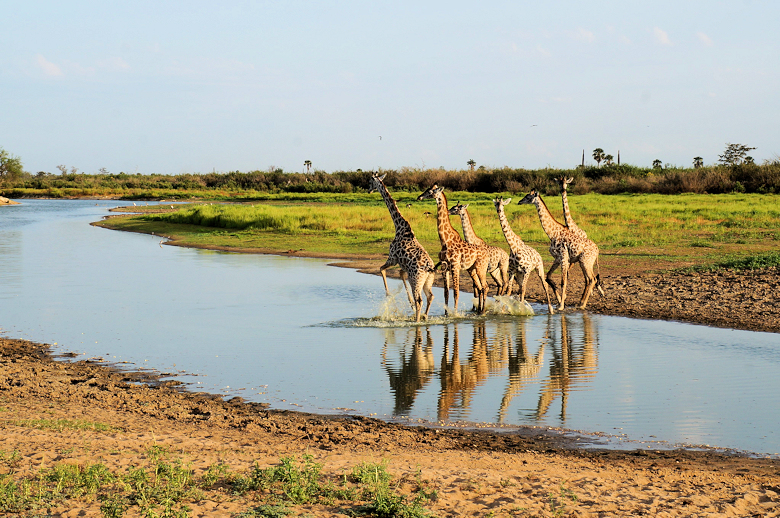 Giraffen in het Selous National Park in Tanzania