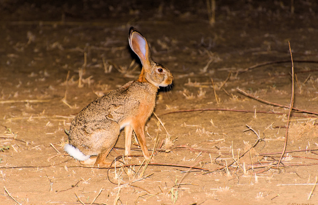 Haas tijdens nacht safari in Tarangire National Park