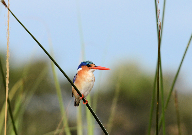 Ijsvogel tijdens mokoro tocht in de Okavango delta