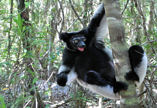 Indr Indri in het Andasibe National Park op Madagaskar