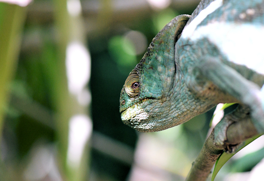 Kameleon bij het Peyrieras reservaat