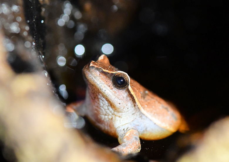 Kleine kikkertjes in nationaal park op Madagascar