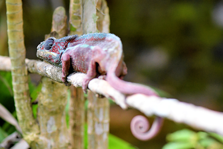 Kleurrijke kameleon tijdens vakantie op Madagascar