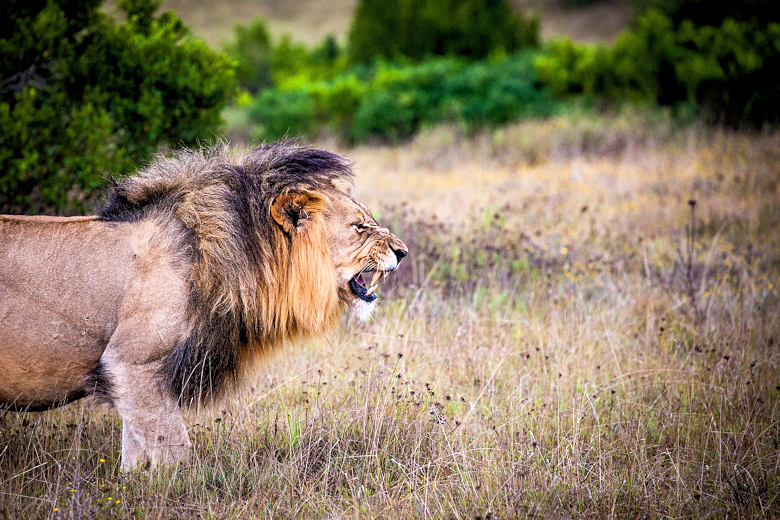 Leeuw in de Serengeti Tanzania rondreis