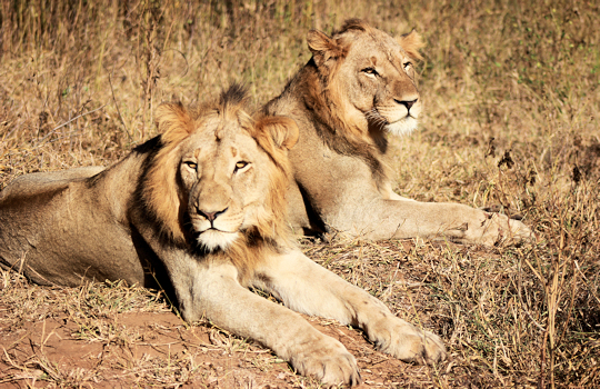 Leeuwen op safari in Zuid Afrika met Sable Tours