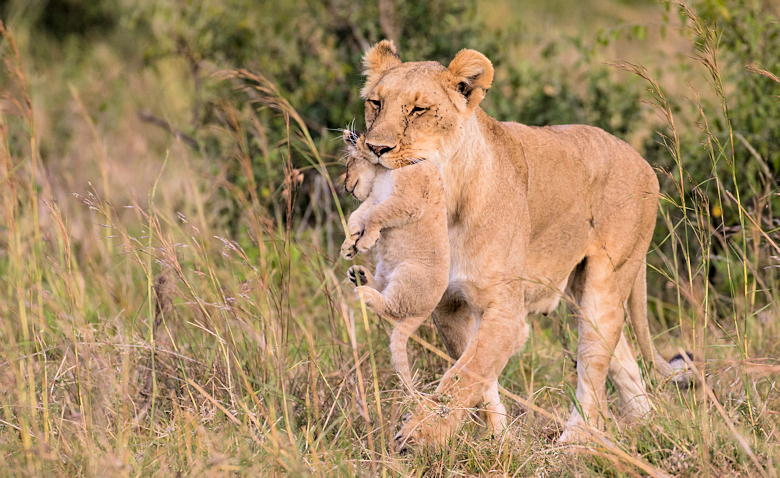 Leeuwin met welpje in de Masai Mara in Kenia