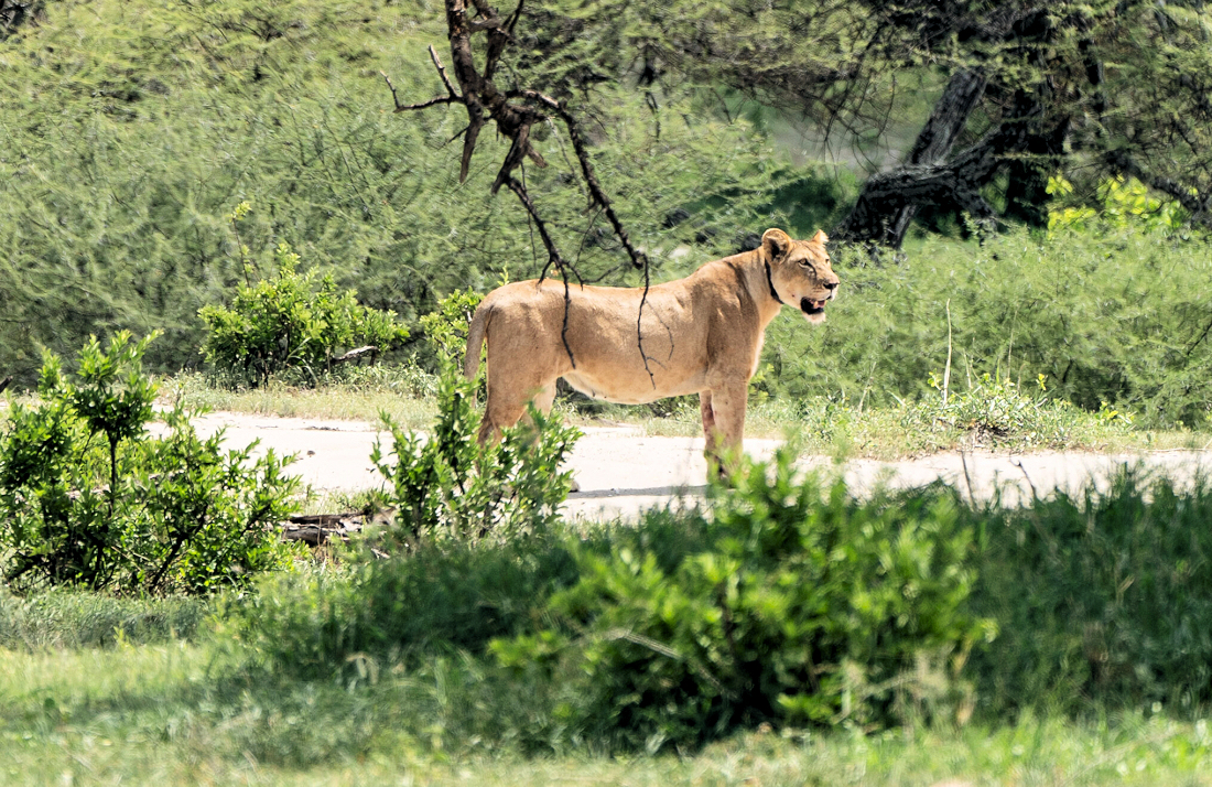 Leeuwin tijdens safari in het Tarangire National Park