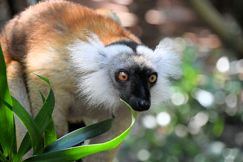 Lemuur tijdens Madagaskar vakantie