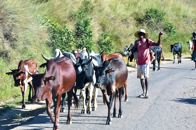 Lokale bevolking onderweg op Madagaskar