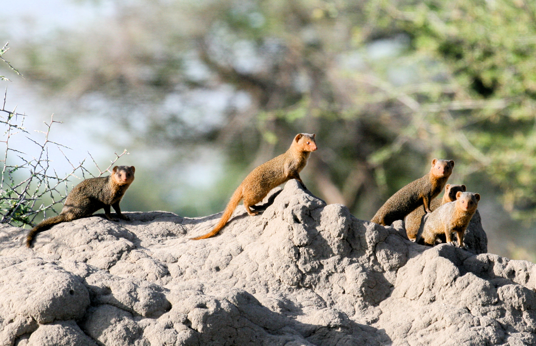 Mangoesten spotten in het Tarangire National Park