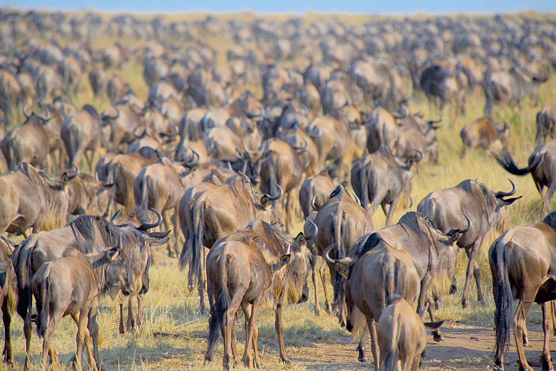 Migratie van gnoes in de Masai Mara in Kenia