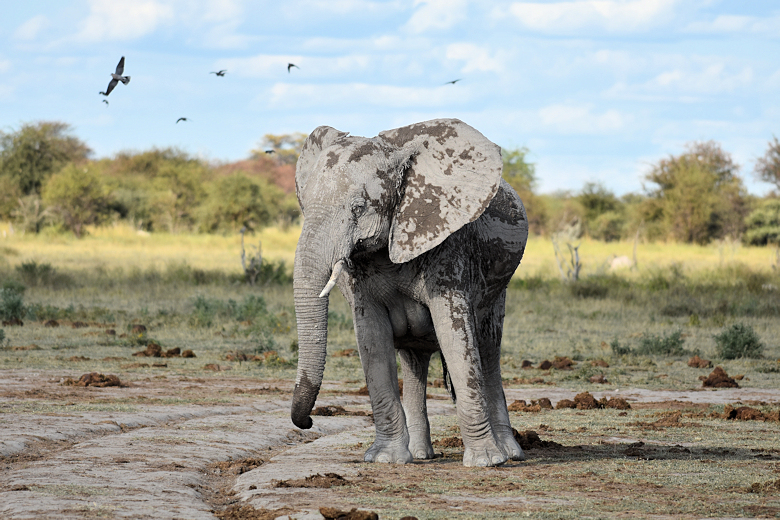 Olifant in het Nxai Pan National Park in Botswana