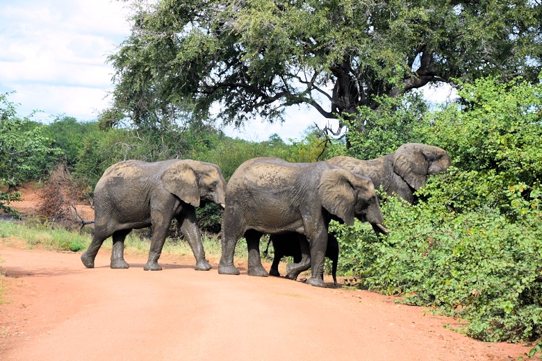 Olifanten tijdens safari in het Kruger Park in Zuid Afrika