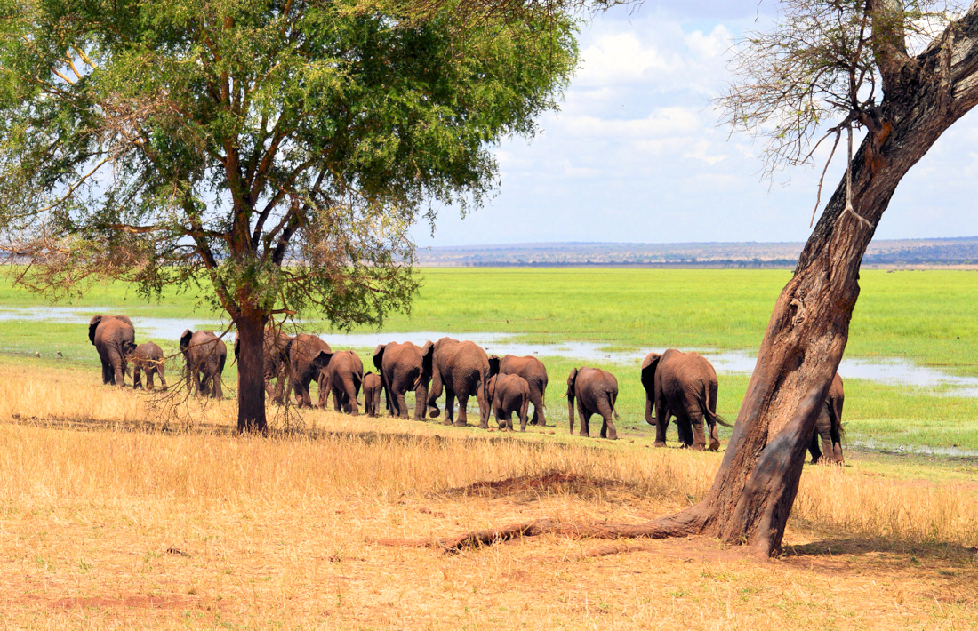 Olifanten tijdens safari in het Tarangire National Park