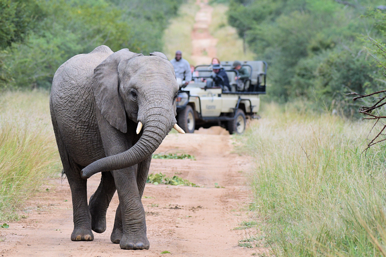 Op safari tijdens reis naar Zuid Afrika