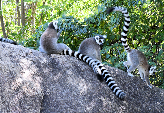 Ringstaart lemuren in het Parc d'Anja op Madagaskar