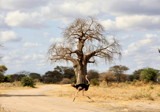 Safari Tarangire National Park