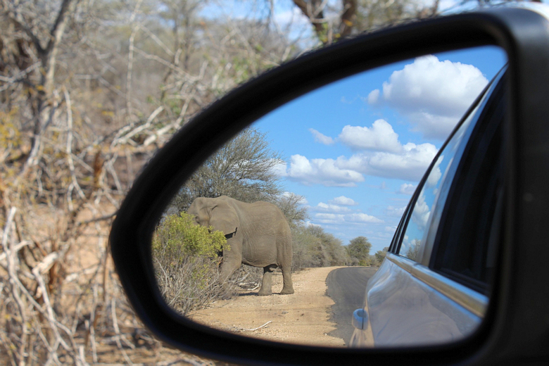 Safari in eigen huurauto in Zuid Afrika