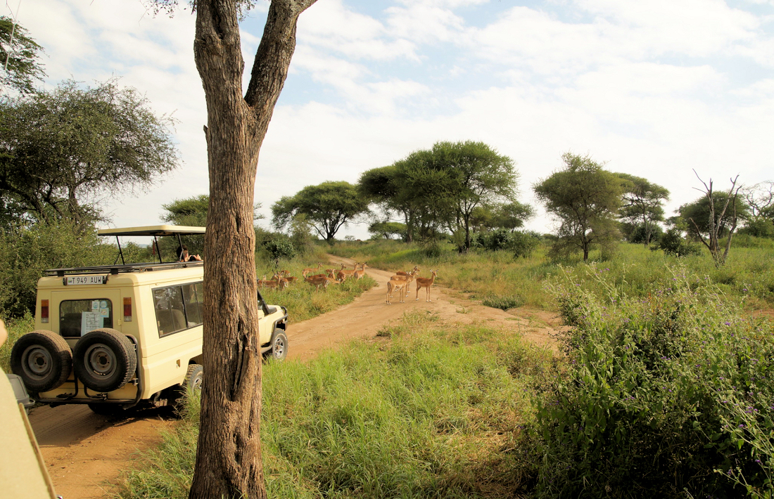 Safari voertuigen in het Tarangire National Park