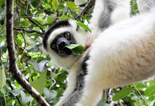 Sifaka in de bomen in het Isalo National Park