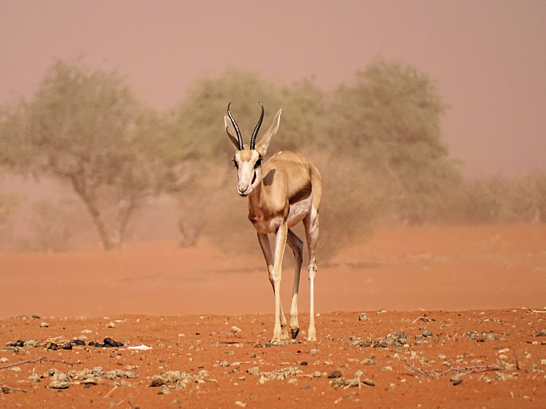 Springbok tijdens Botswana reizen in de Kalahari