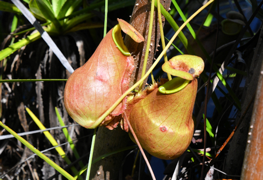 Vleesetende planten in het Palmarium reservaat op Madagaskar