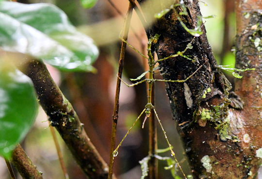 Wandelende tak in het Ranomafana National Park op Madagaskar