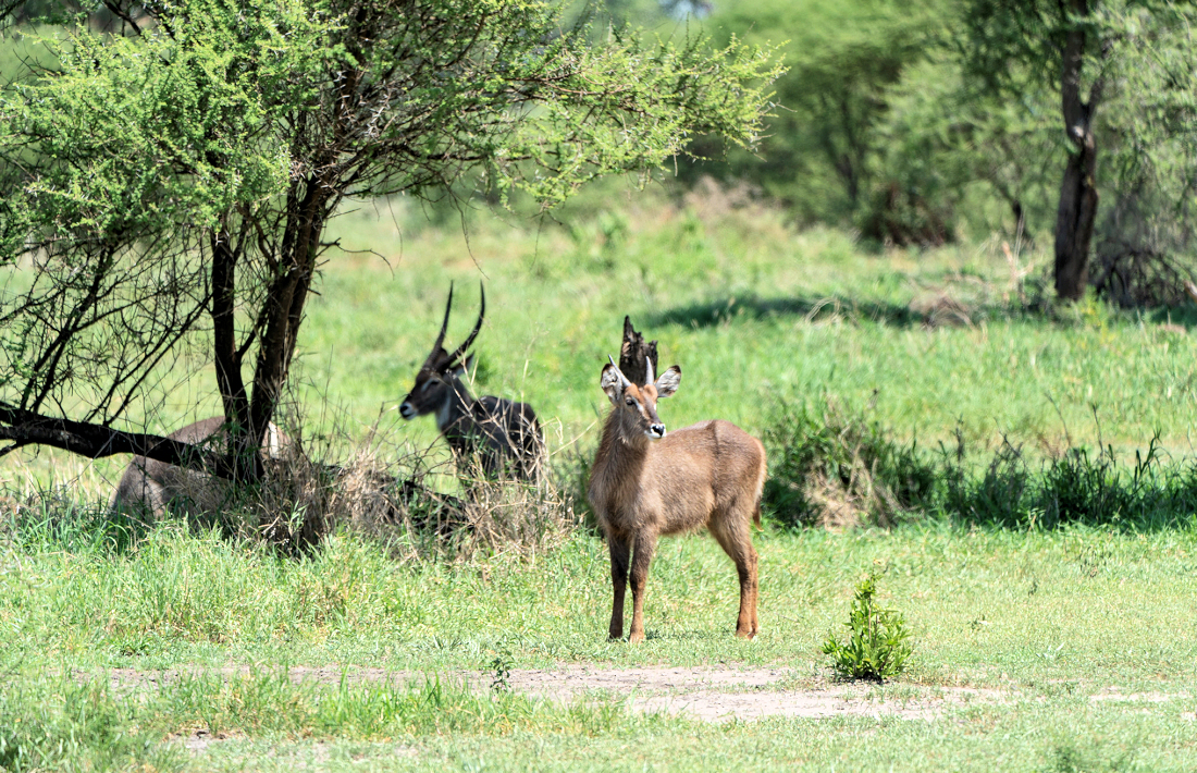 Waterbokken in het Tarangire National Park