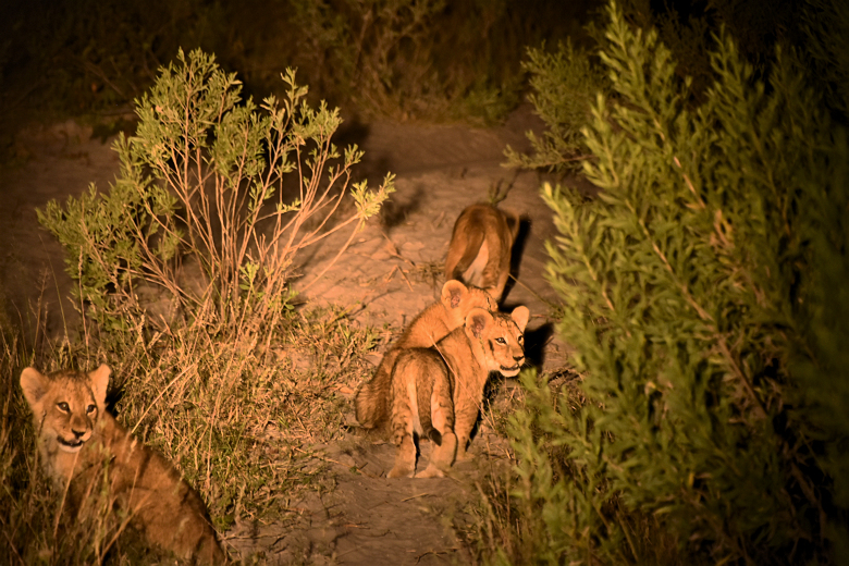 Welpjes tijdens nacht safari in Afrika