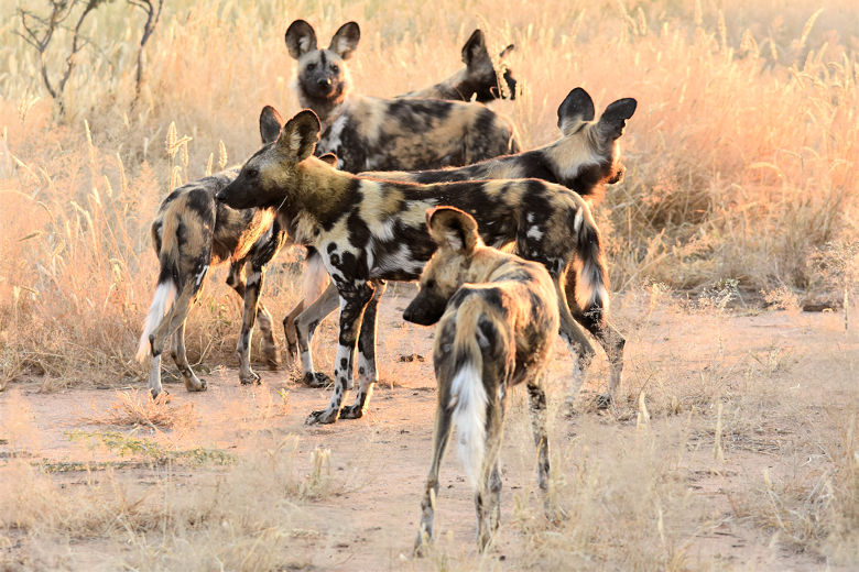 Wilde honden spotten in het Hwange National park in Zimbabwe