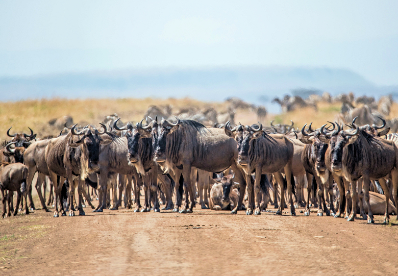 de grote trek van gnoes in de Serengeti meemaken tijdens rondreis door Tanzania