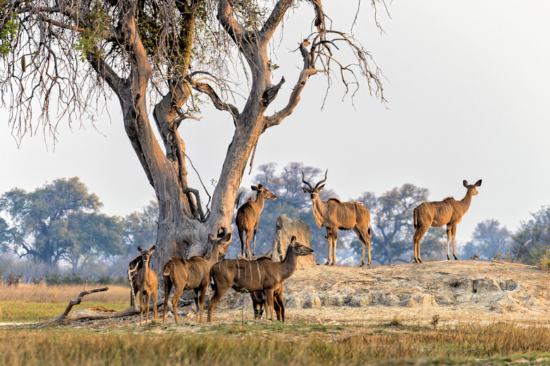 safari in Botswana tijdens kleinschalige groepsreis