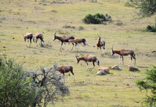 Bontebokken in het Bontebok National Park in Zuid Afrika